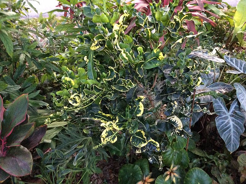 File:Green Dragon.jpg