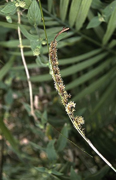File:Ch2787695.jpg