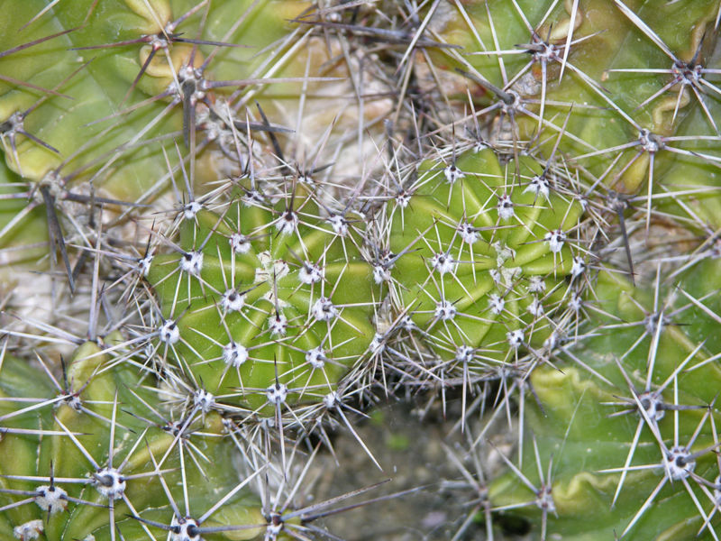 File:Xeric079.jpg