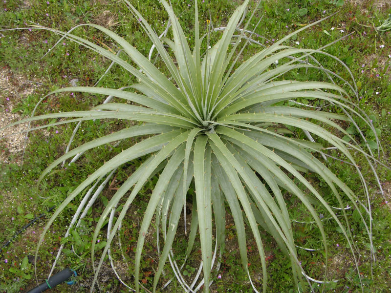 File:Xeric094.jpg