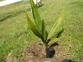 Thumbnail for version as of 17:01, 12 December 2009
