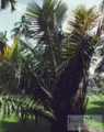 Thumbnail for version as of 02:16, 2 November 2014