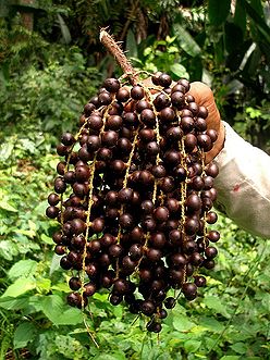 Bactris-brongniartii-2.jpg