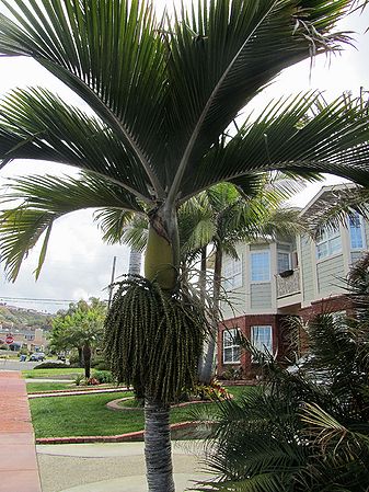 Rhopalostylis sapida - Palmpedia - Palm Grower's Guide