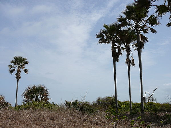 Borassus aethiopum 0077.jpg