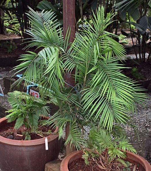 File:Calamus exilis specimen2.jpg