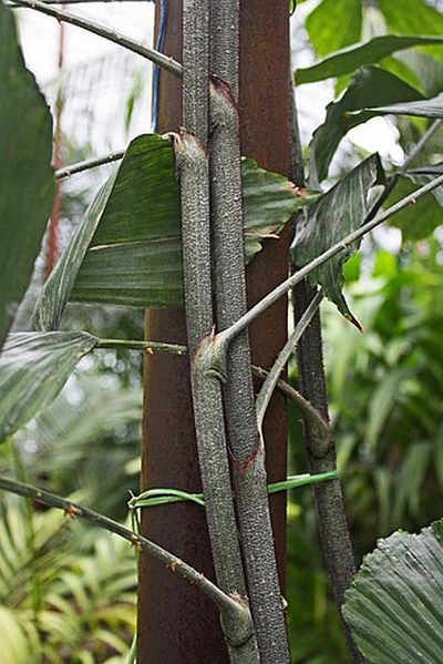 File:Ceratolobus glaucescens stem.jpg