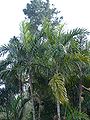 Thumbnail for version as of 01:46, 20 January 2015