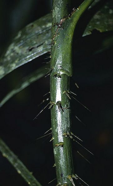 File:Ch2787917.jpg