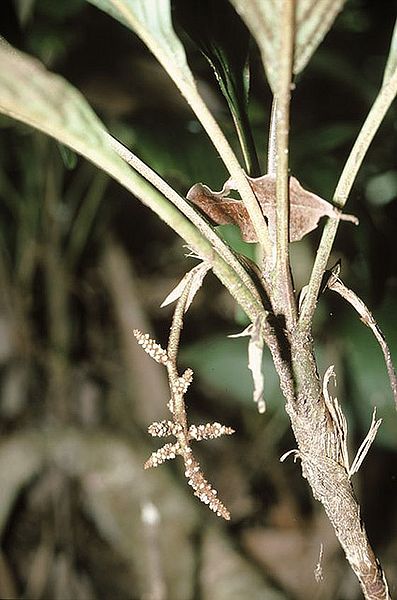 File:2e1a9668-83fe-4ef9-b8bb-c66a772775d9z.jpg