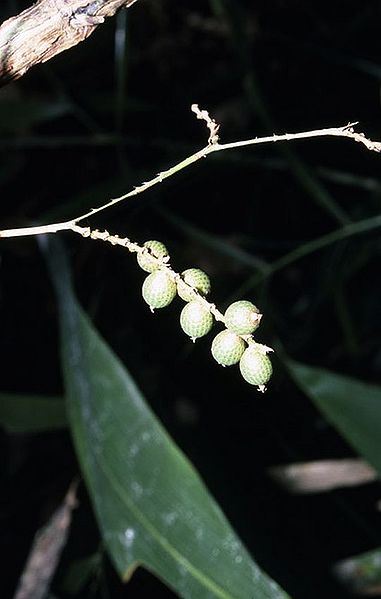 File:Cc2787898.jpg