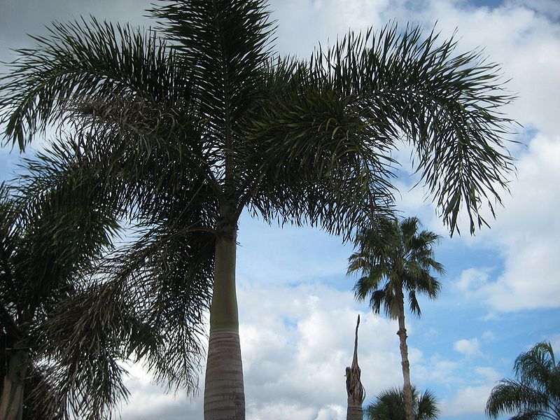 File:WbIMG 7061.jpg