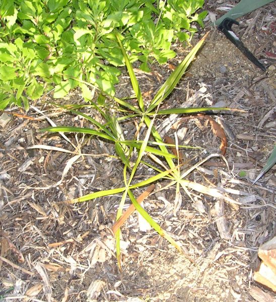 File:026mlc.JPG