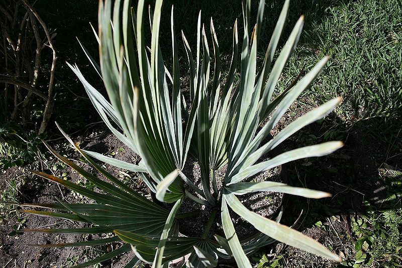 File:Cs1331677928.jpg