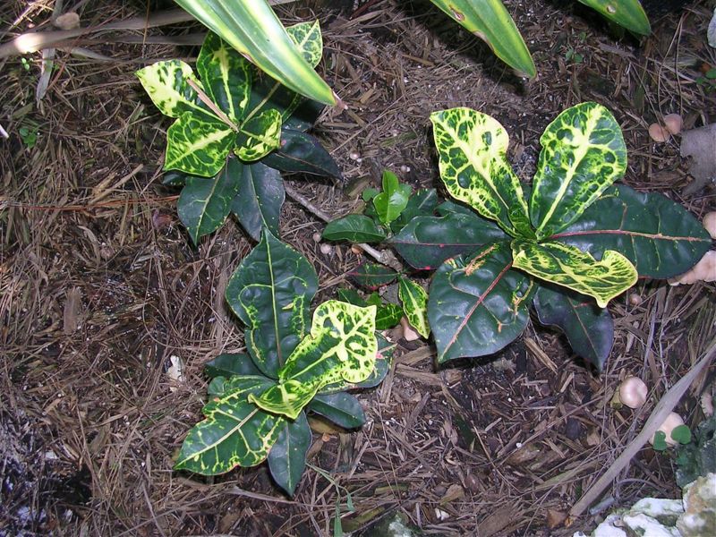 File:Tortoise Shell 5.jpg